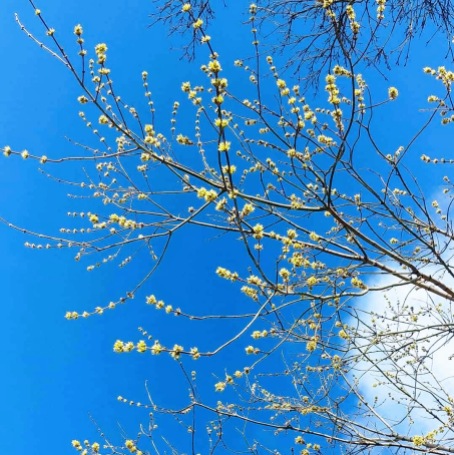 spring-buds